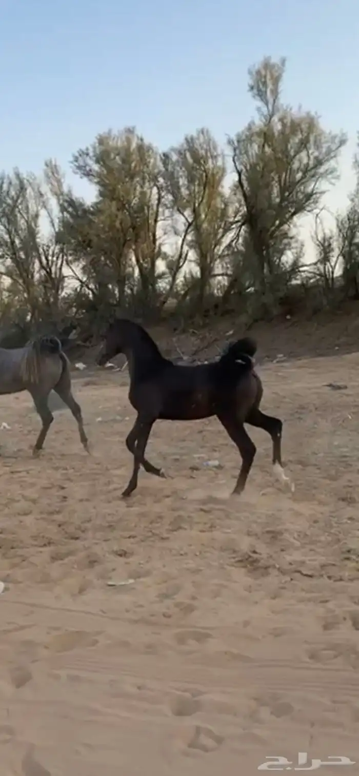 مهر ادهم ابن نيروز 0