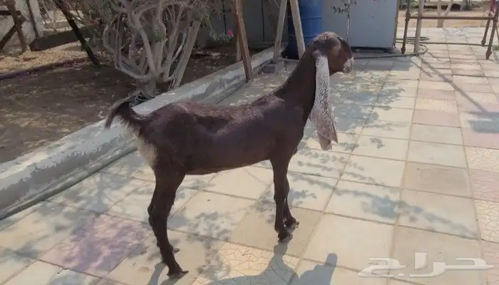 جفره حجازيه لون وجرم وتناسق 1