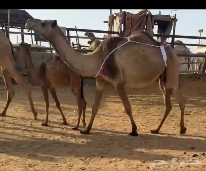 عشرا تحتها قعود 1