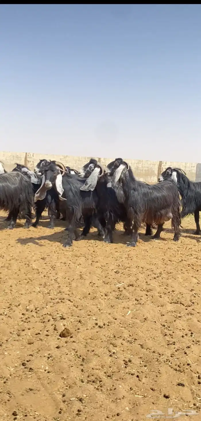 معزا عوارض صنف 3