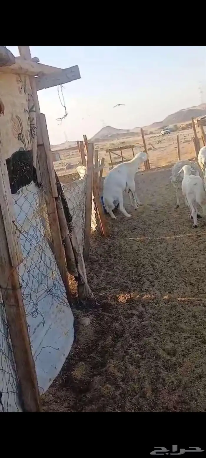 نعجة خلفه وفحل 11