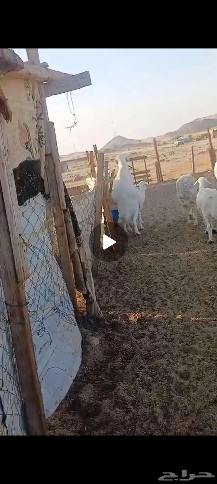 نعجة خلفه وفحل 13