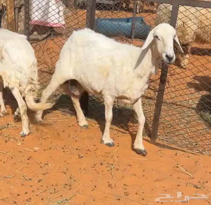 حريه دافع 1