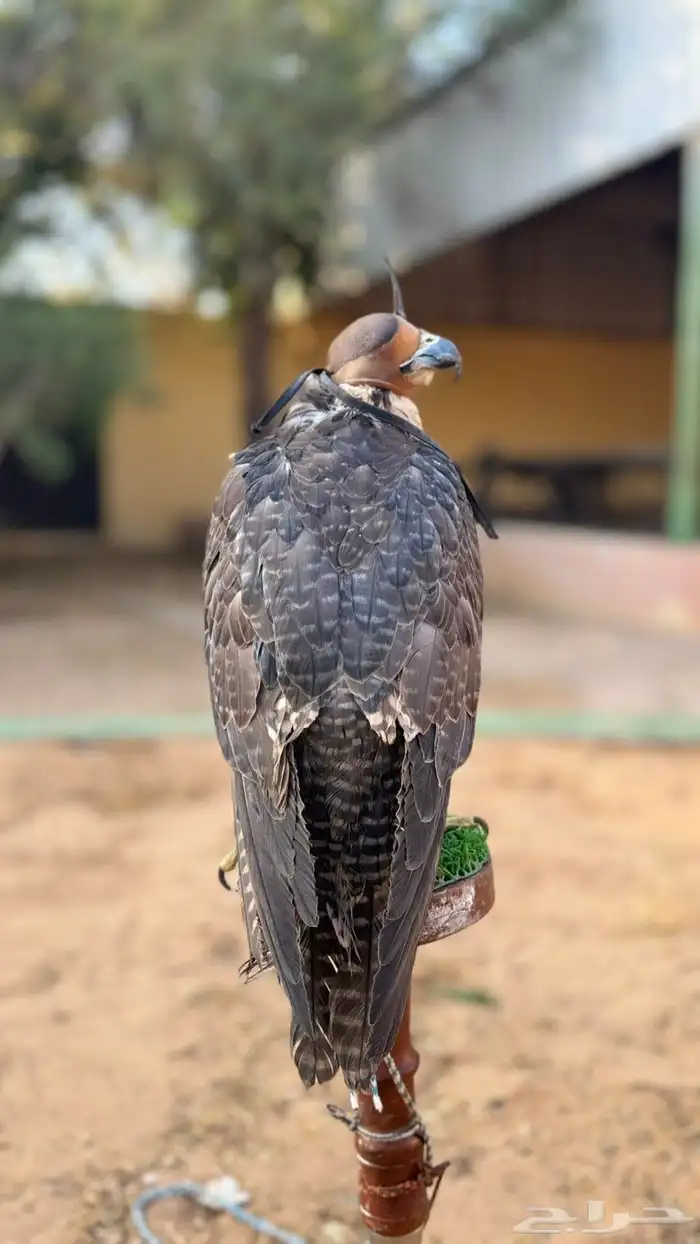 طير جير شاهين 1