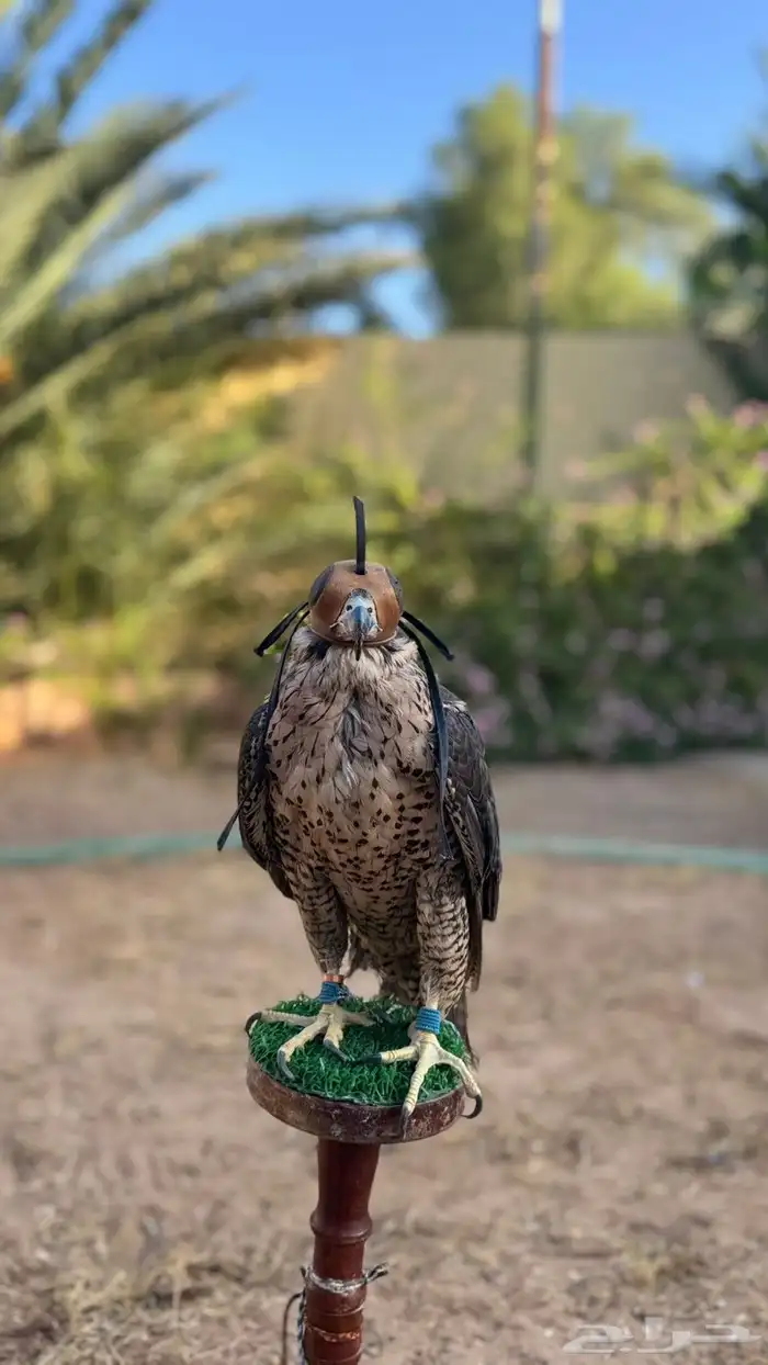 طير جير شاهين 0