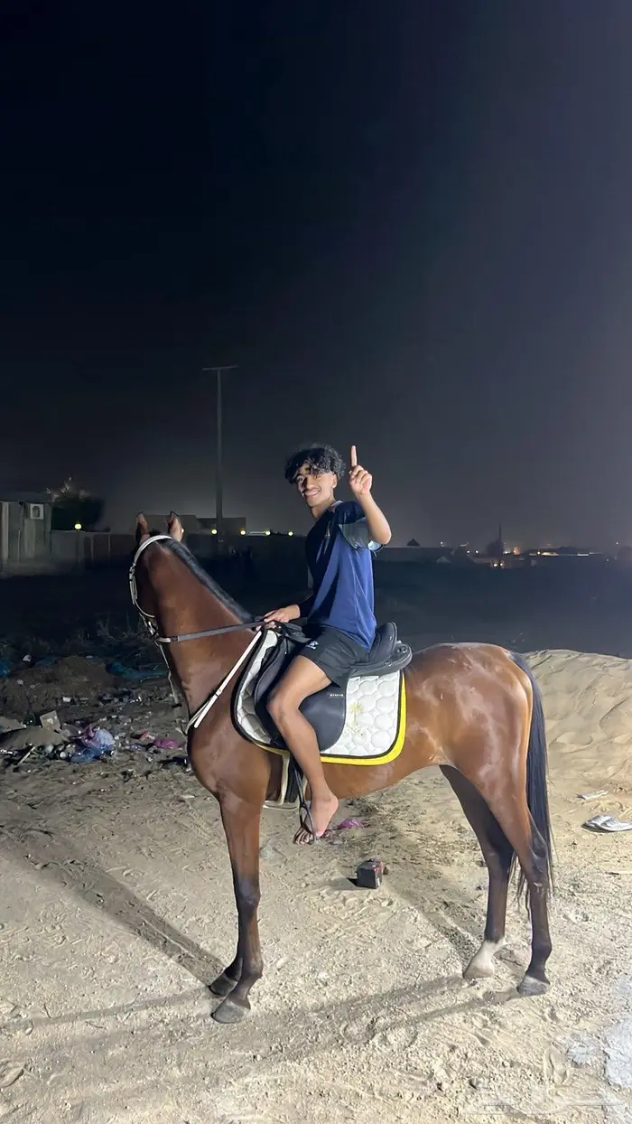 خيل شعبي للبيع 0