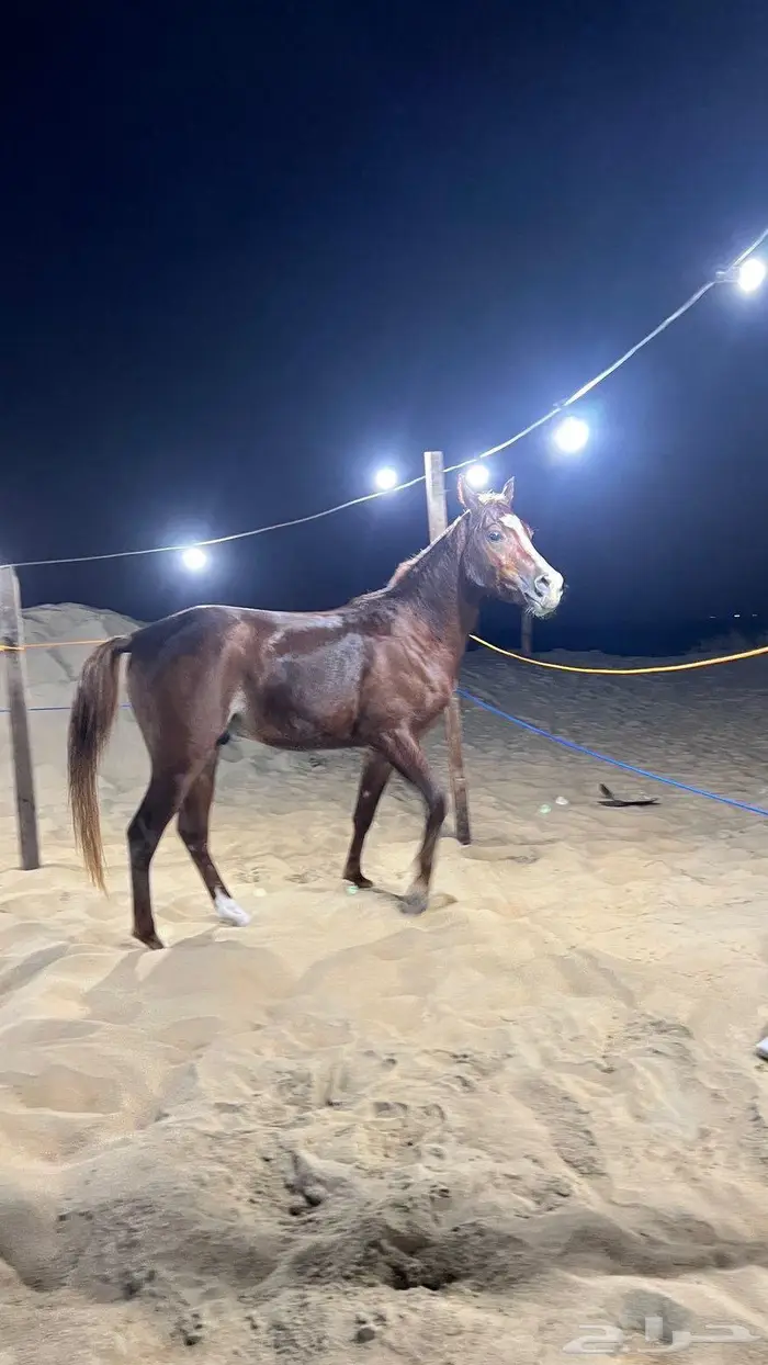 خيل 0