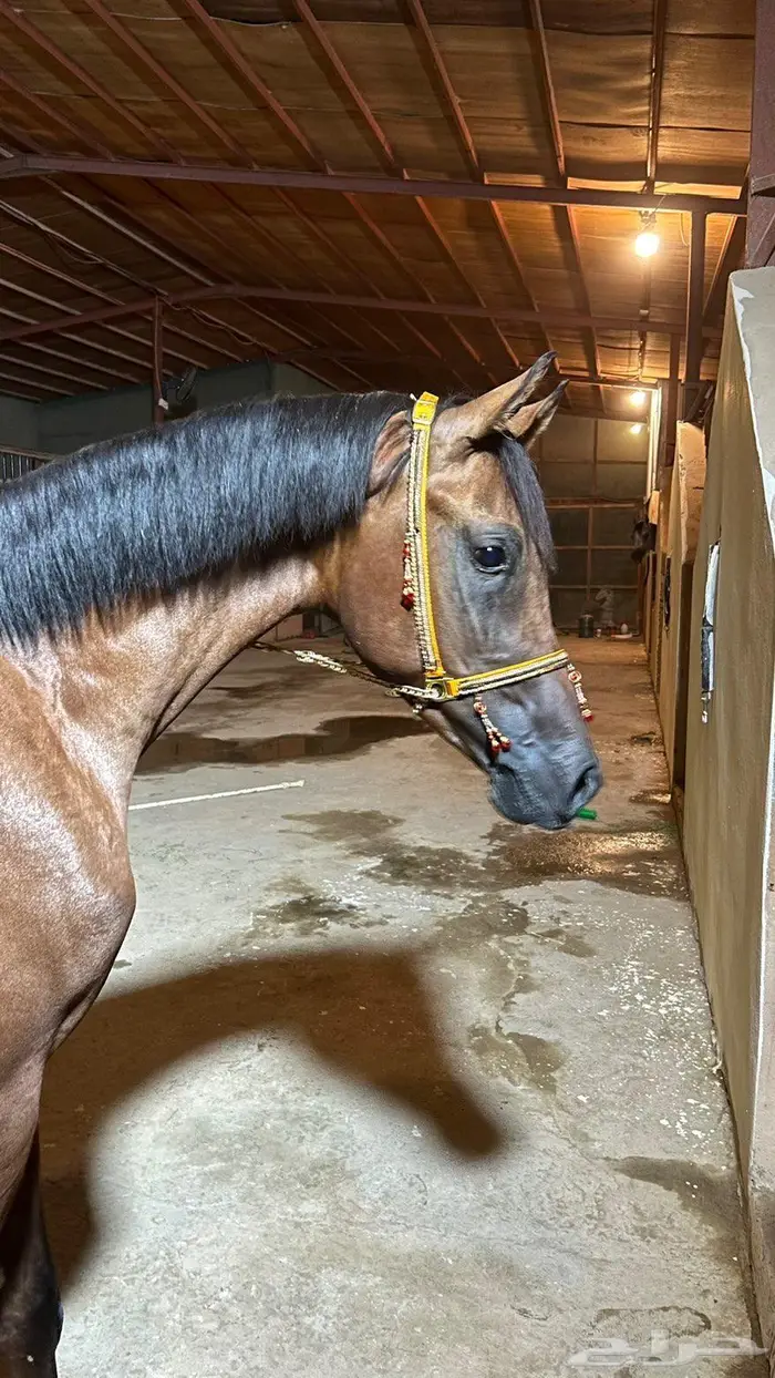 خيل شعبي للبيع 1