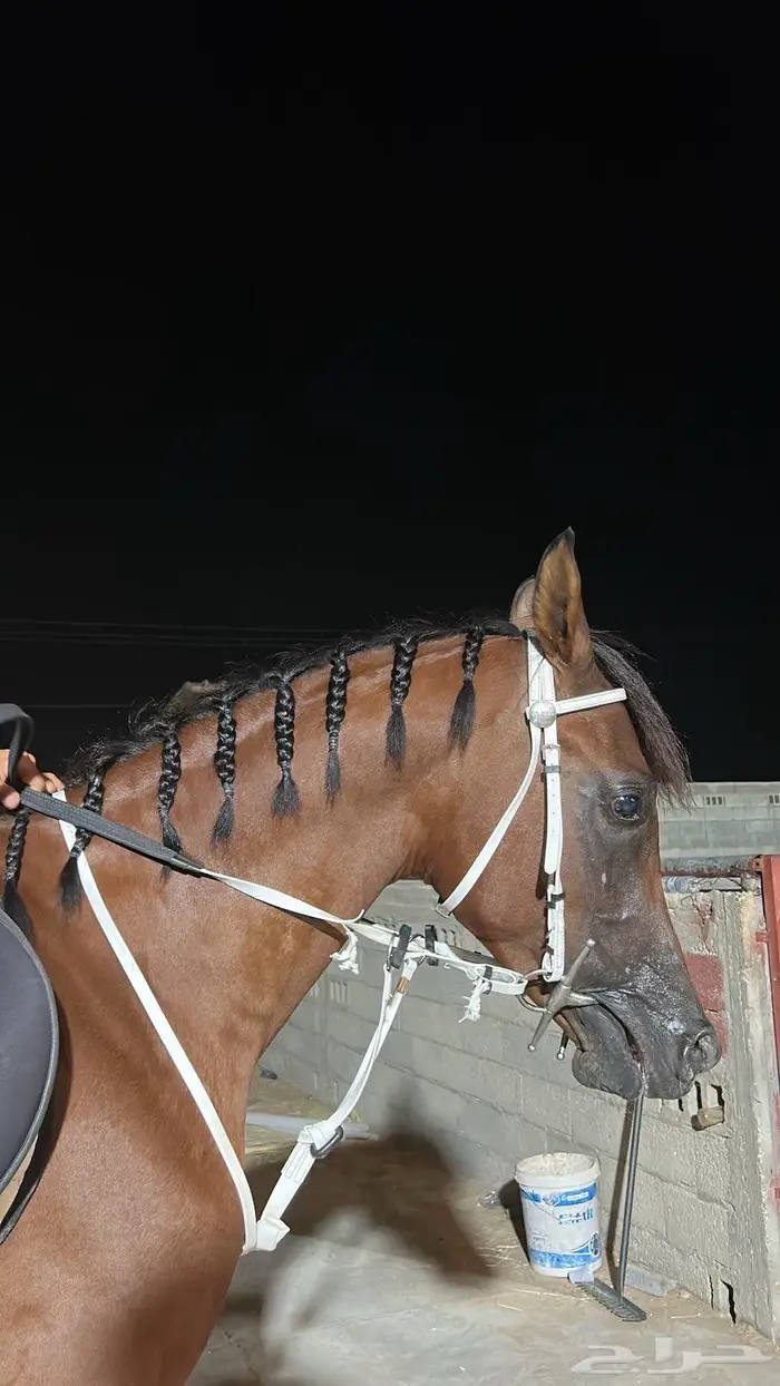 خيل شعبي للبيع 2