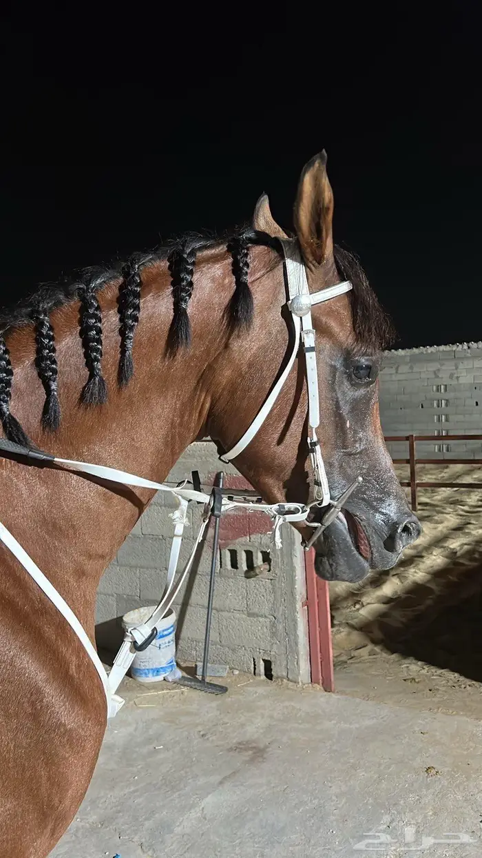 خيل شعبي للبيع 3