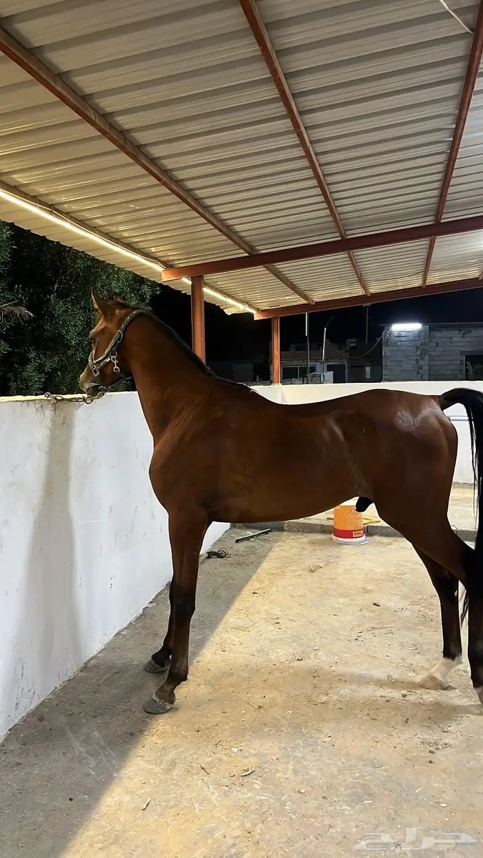 خيل شعبي للبيع 4