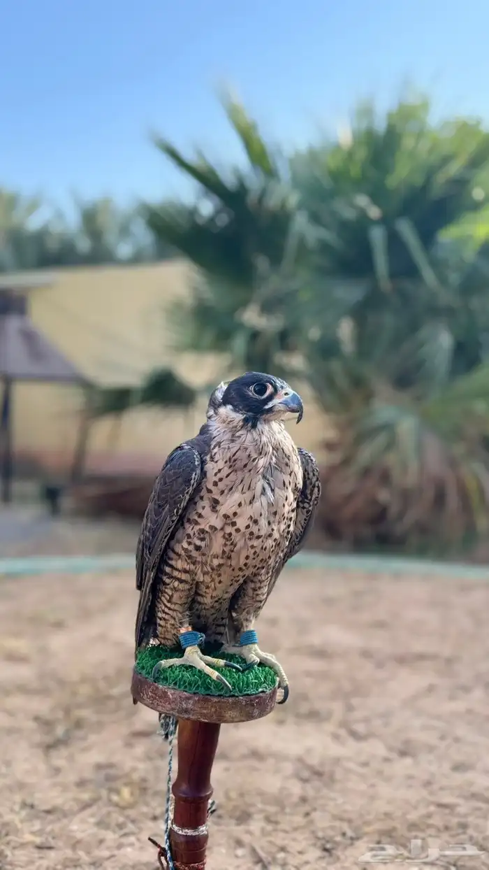 طير جير شاهين 2