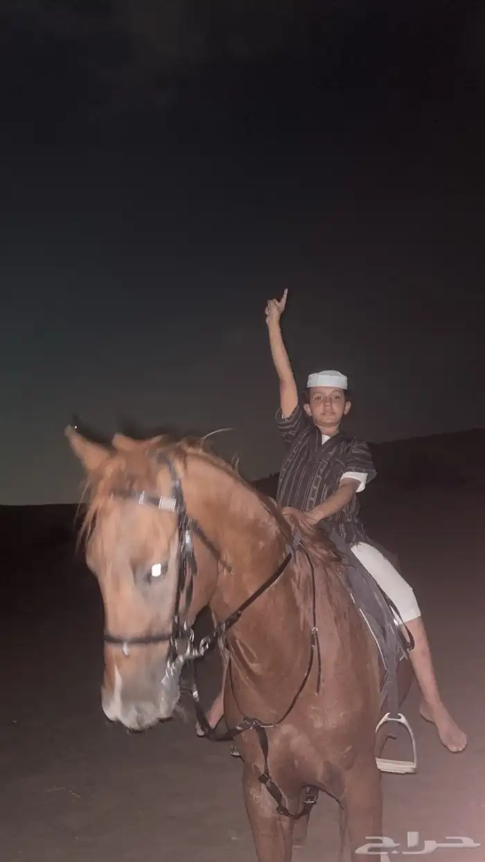 حصان فرنسي للبيع صحته شرط 1