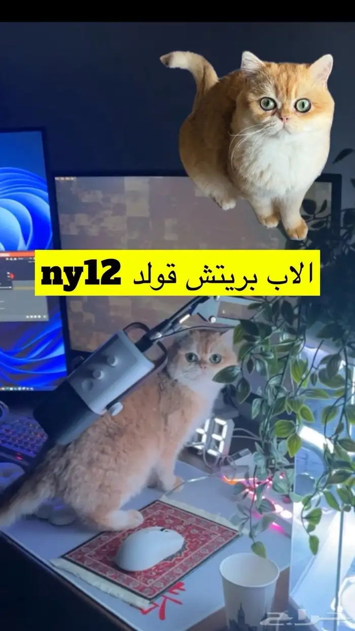 كيتن سكوتش فولد بيور 4