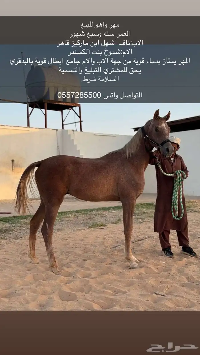 خيل واهو 0