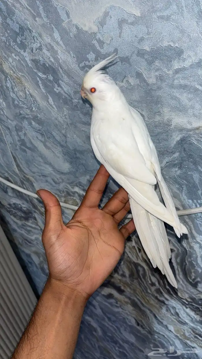 كروان البينو 1