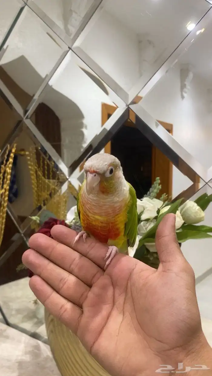 كنيور اناناس 1