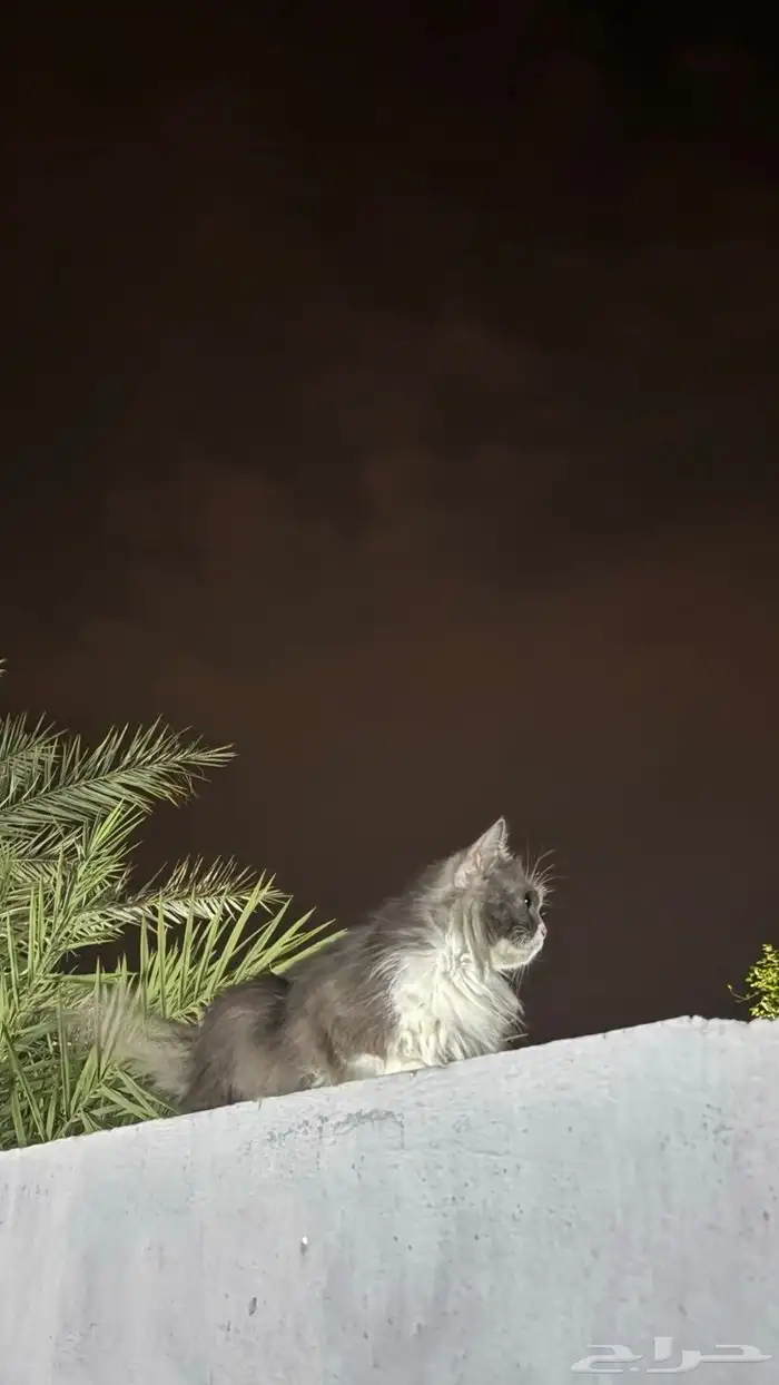 بسه 0