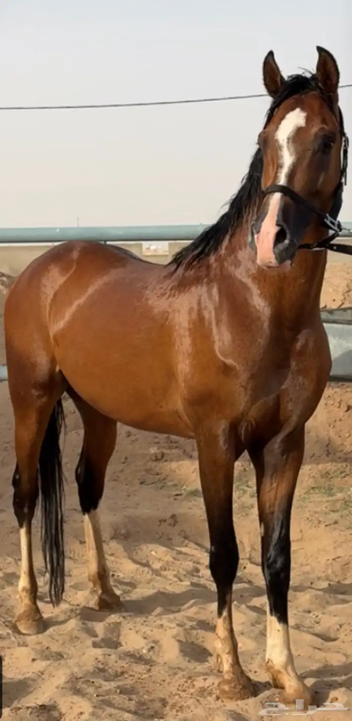 حصان عربي فاخر 2