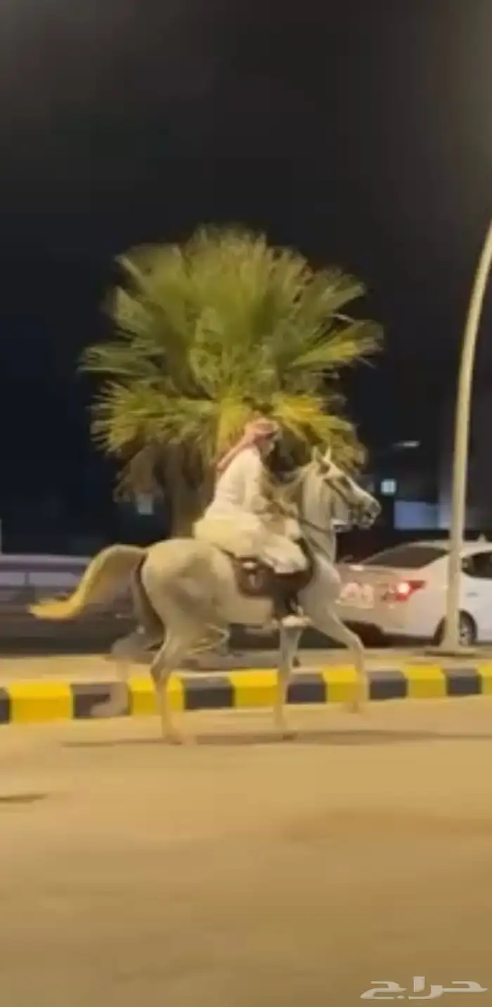 حصان واهو الموقع الدوادمي 8