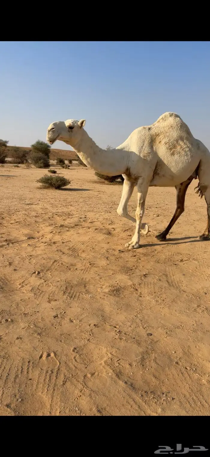 وضحا ضروبه والبيع سمح 1