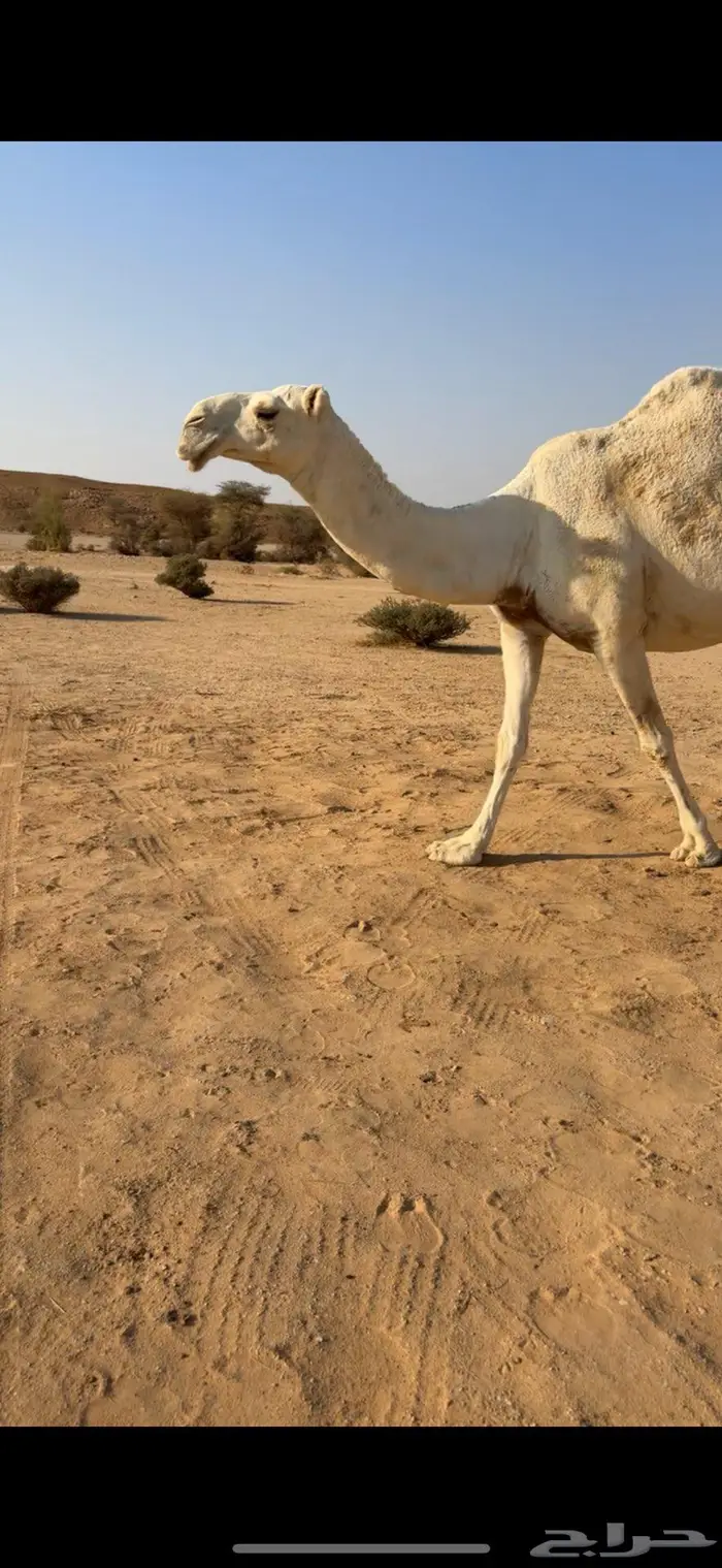 وضحا ضروبه والبيع سمح 0