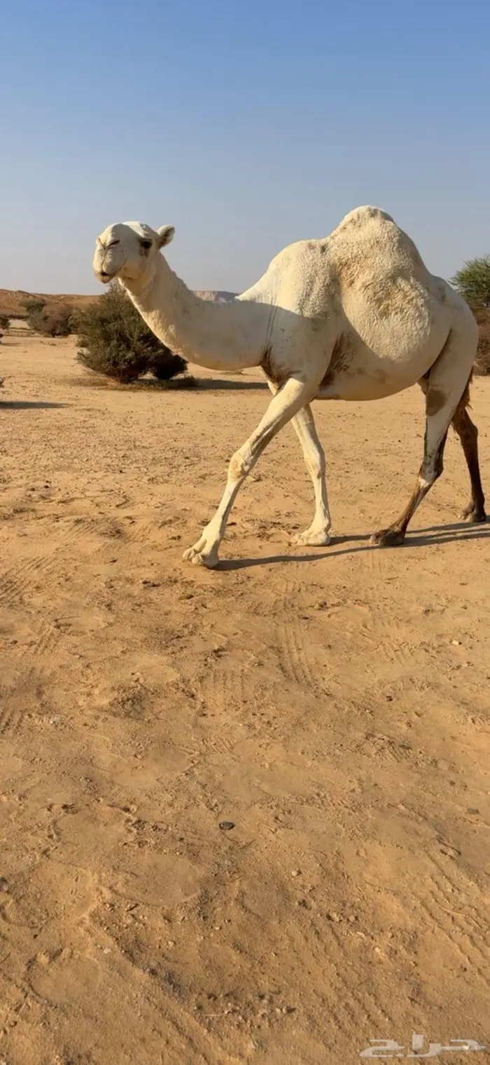 وضحا ضروبه والبيع سمح 2