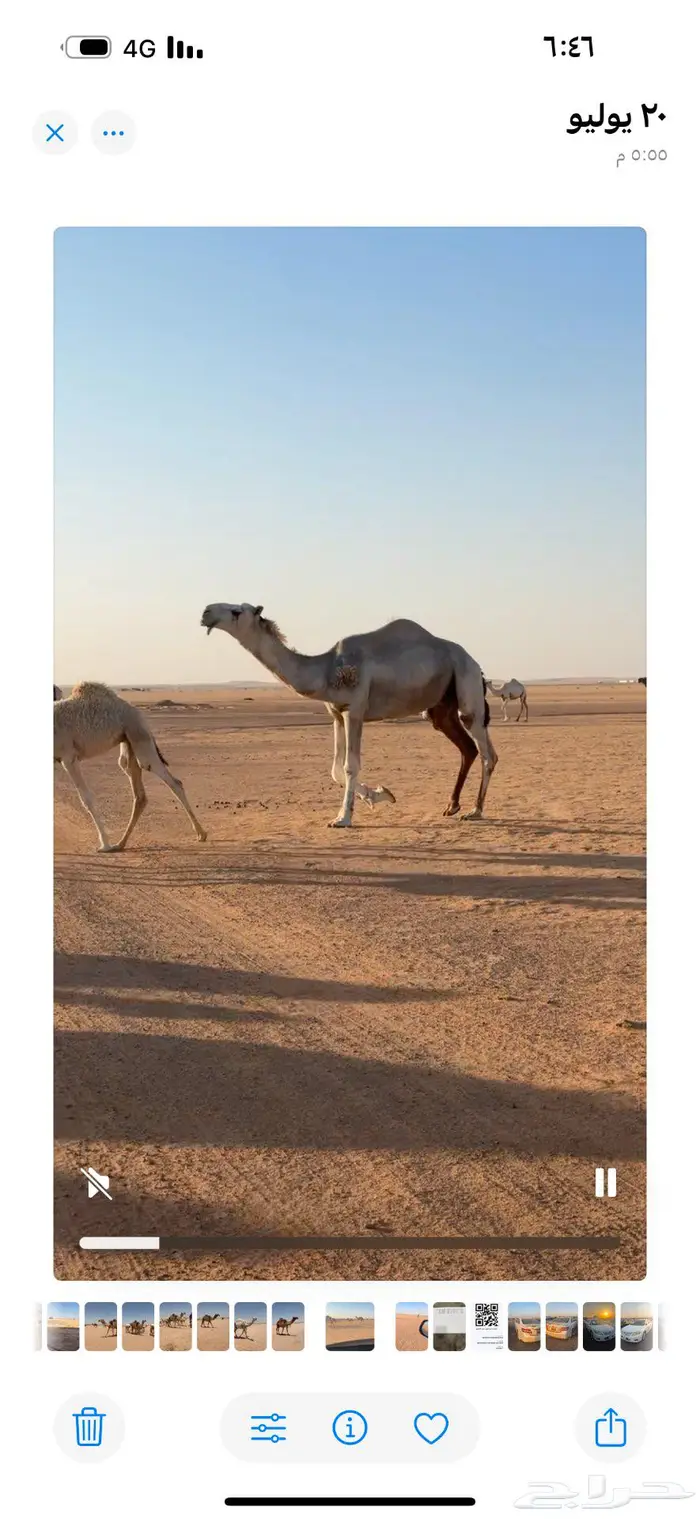 ابل مراح 3 عشاير وبكره لقيه وقعود رماني ورحول 1
