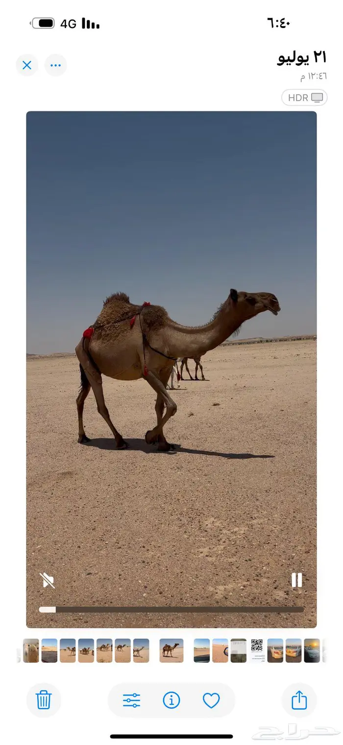 ابل مراح 3 عشاير وبكره لقيه وقعود رماني ورحول 3