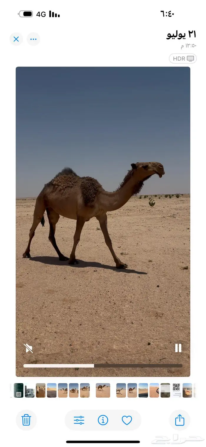ابل مراح 3 عشاير وبكره لقيه وقعود رماني ورحول 2