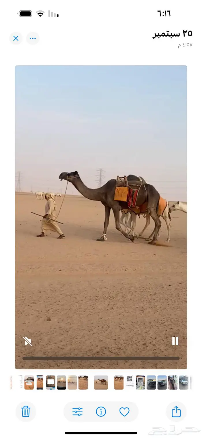 ابل مراح 3 عشاير وبكره لقيه وقعود رماني ورحول 5