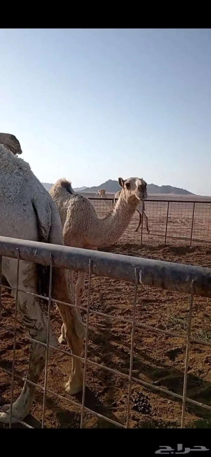 للبيع بكرة باتليه شقحا طيبة 0