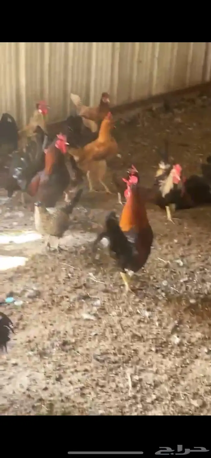 دجاج عرب 1