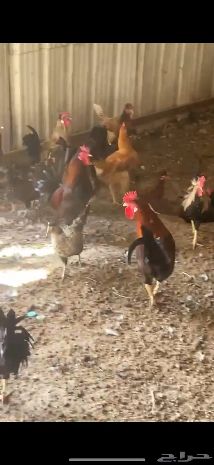 دجاج عرب 2