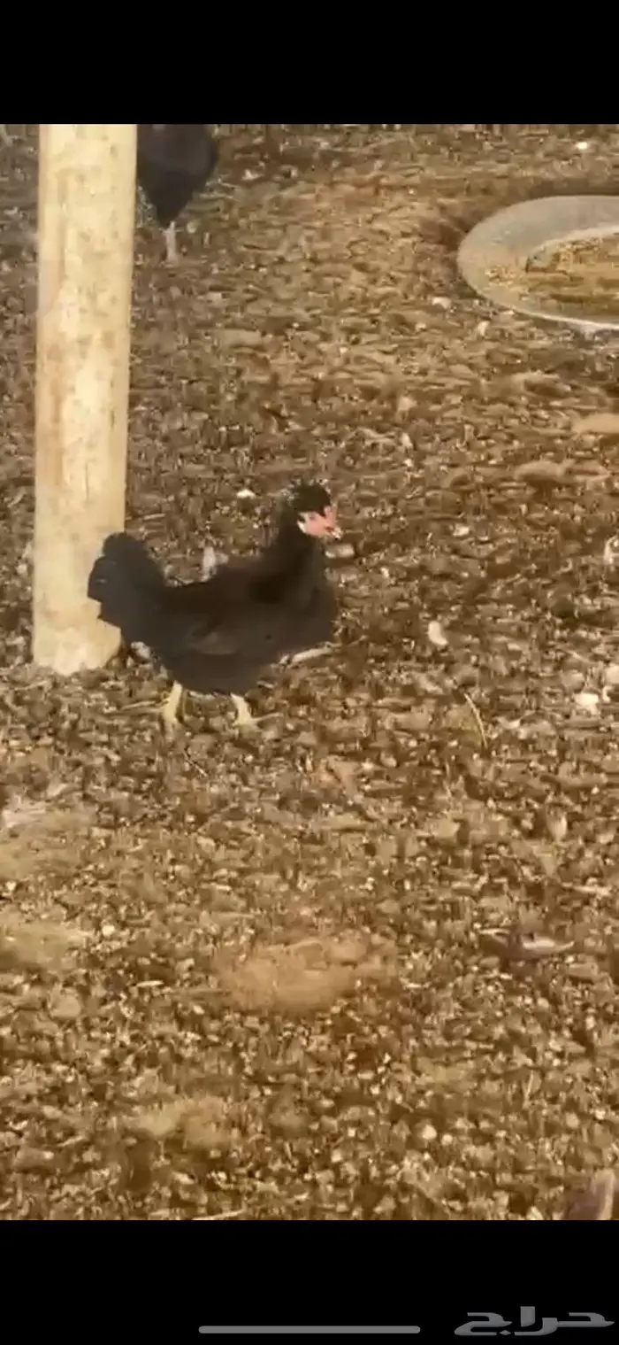 دجاج عرب 3