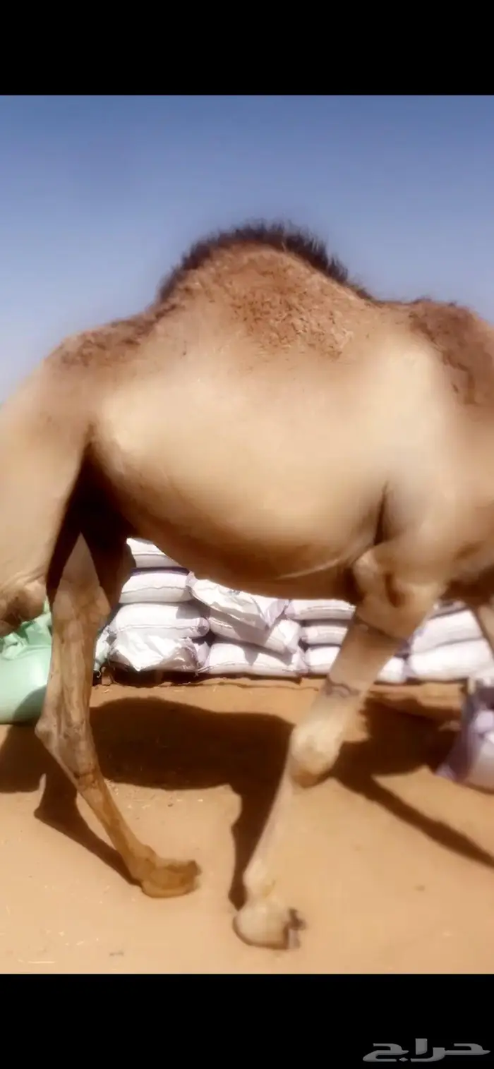 قعدان مستورده صوماليه طيبه مرابي 4