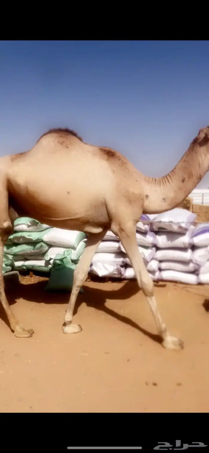 قعدان مستورده صوماليه طيبه مرابي 2