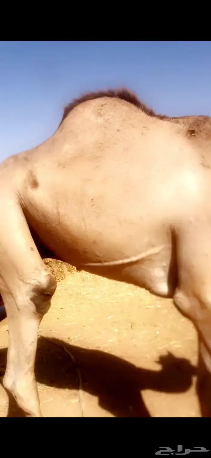 قعدان مستورده صوماليه طيبه مرابي 5