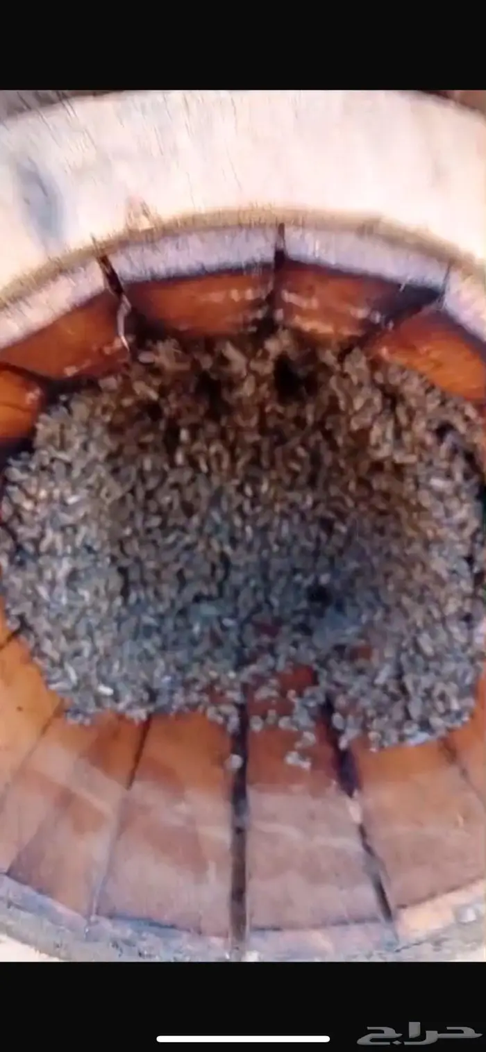 نحل بلدي اميات للبيع 5