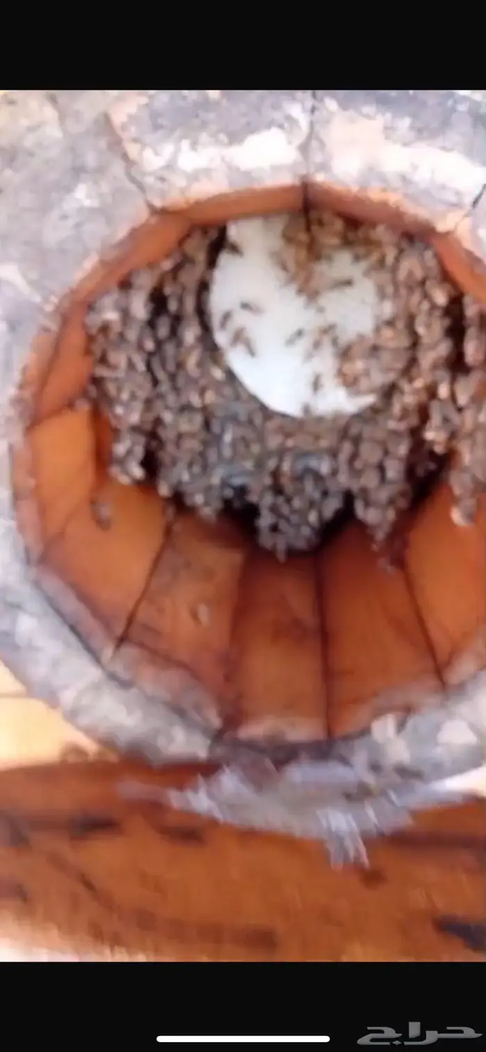 نحل بلدي اميات للبيع 4