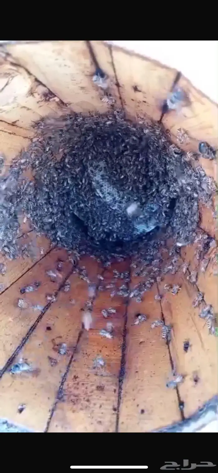 نحل بلدي اميات للبيع 6