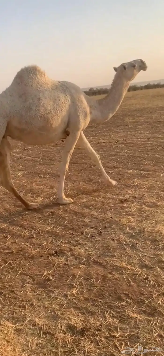 بكر لقحه كفو 2