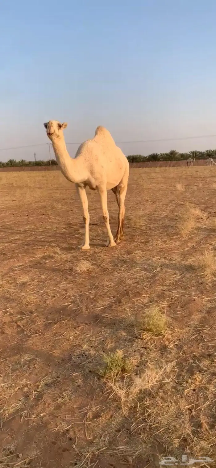 بكر لقحه كفو 1