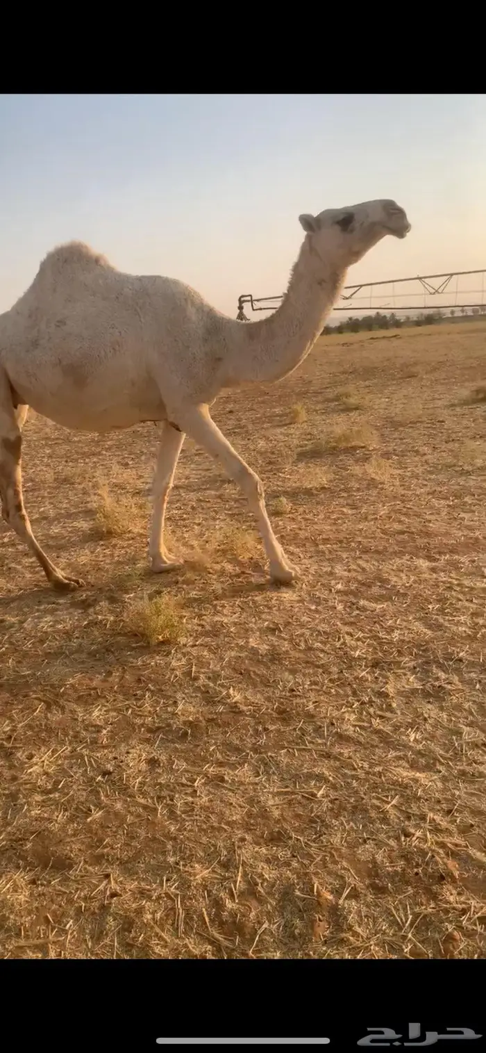 بكر لقحه كفو 0