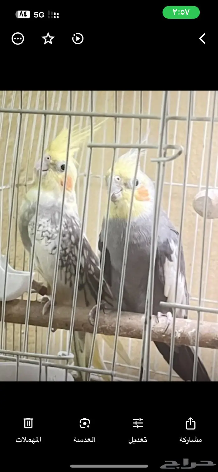 جوز كروان 4