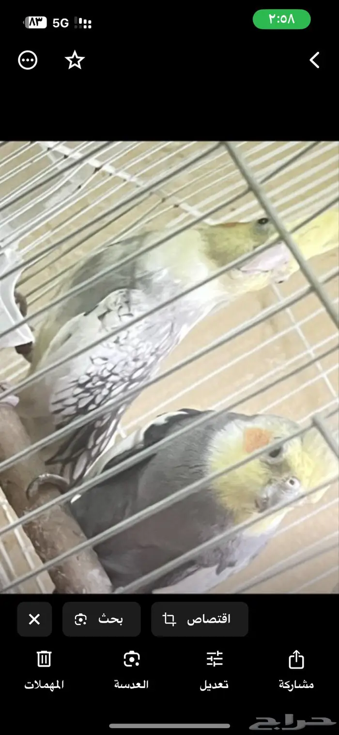 جوز كروان 5