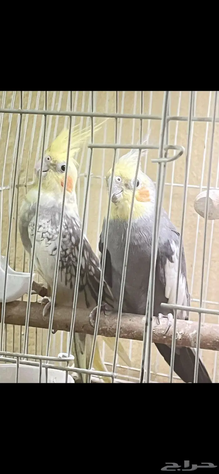 جوز كروان 1