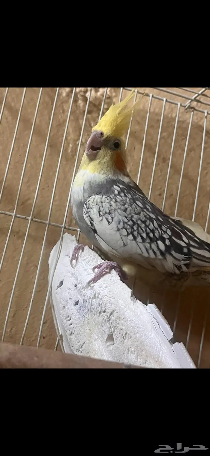 جوز كروان 0