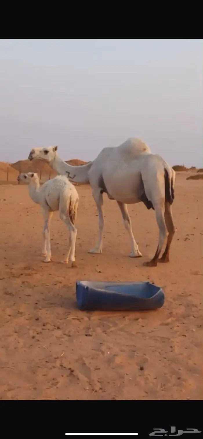 عشرا وضحا تحتها قعود للبيع 1