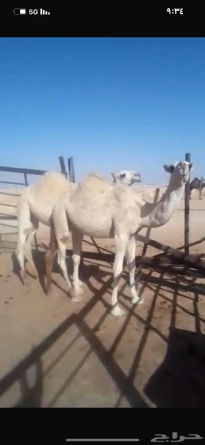 بكرتيتن باتليات 10 شهور 0